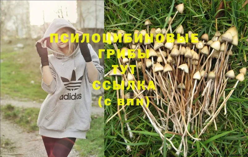 Галлюциногенные грибы Psilocybe Зеленокумск